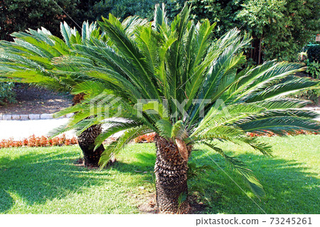 Rare plants in the parks of Opatija, Kvarner bay, Croatia 73245261