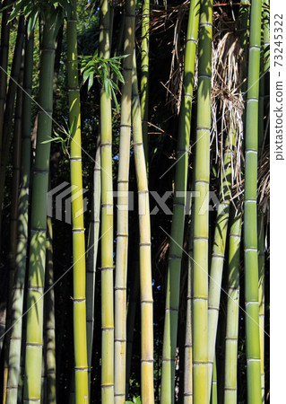 Bamboo,rare plants in the parks of Opatija, Kvarner bay, Croatia Bamboo,rare plants in the parks of Opatija, Kvarner bay, Croatia 73245322