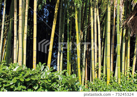 Bamboo,rare plants in the parks of Opatija, Kvarner bay, Croatia 73245324