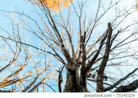 Big early winter tree on a sunny day Big early winter tree on a sunny day 73245329