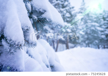 Winter landscape, forest with snow covered fir-trees with green light. Soft focus background 73245628