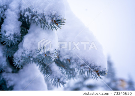 Winter landscape, forest with snow covered fir-trees. Soft focus background 73245630