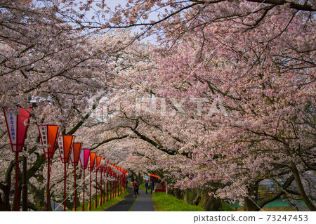 島根縣著名的櫻花景點比川(Yigawa)河堤上的一排櫻花樹 島根縣著名的櫻花景點比川(Yigawa)河堤上的一排櫻花樹 73247453