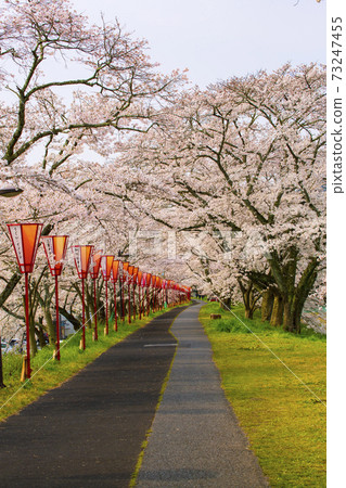 島根縣著名的櫻花景點比川(Yigawa)河堤上的一排櫻花樹 島根縣著名的櫻花景點比川(Yigawa)河堤上的一排櫻花樹 73247455
