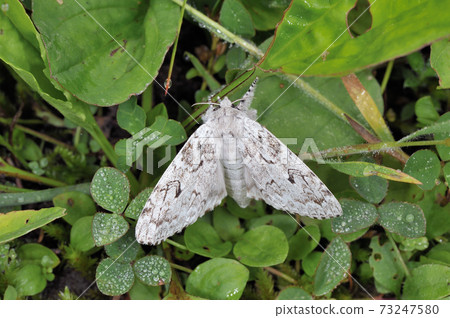 Calliteara argentine (Shiretoko, Hokkaido) Calliteara argentine (Shiretoko, Hokkaido) 73247580