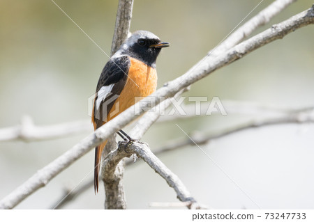Wild bird Daurian Redstart 73247733