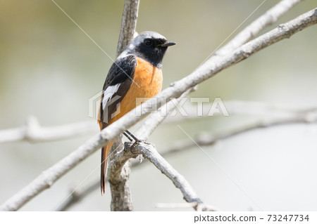 Wild bird Daurian Redstart 73247734