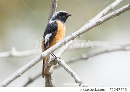 Wild bird Daurian Redstart 73247735