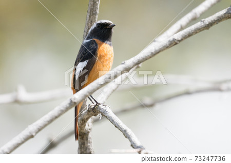 Wild bird Daurian Redstart 73247736