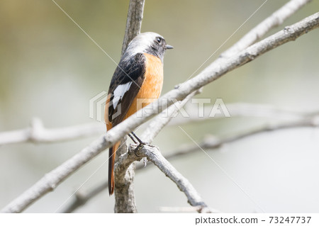 Wild bird Daurian Redstart 73247737