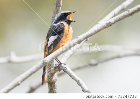 Wild bird Daurian Redstart 73247738