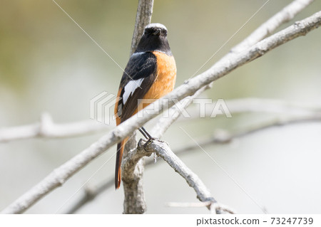 Wild bird Daurian Redstart 73247739