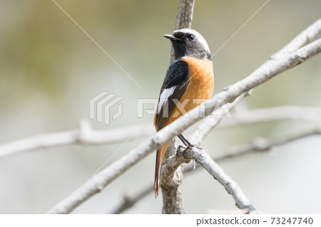 Wild bird Daurian Redstart 73247740