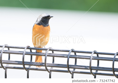 Wild bird Daurian Redstart 73247742