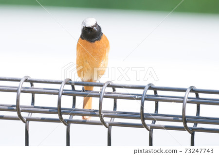 Wild bird Daurian Redstart 73247743