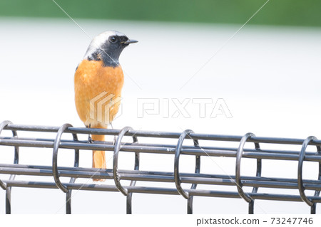 Wild bird Daurian Redstart 73247746