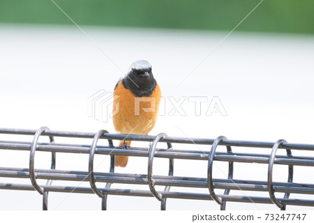 Wild bird Daurian Redstart 73247747