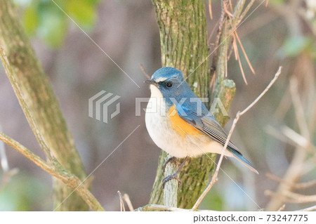 Wild bird ruribitaki 73247775
