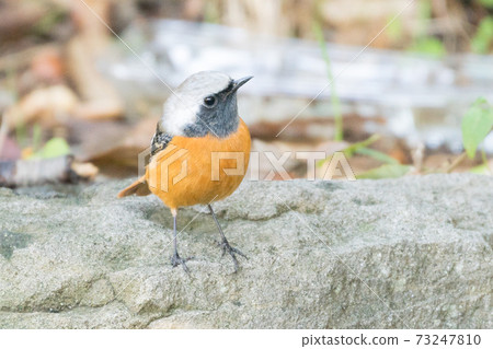 Wild bird Daurian Redstart 73247810