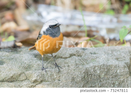 Wild bird Daurian Redstart 73247811