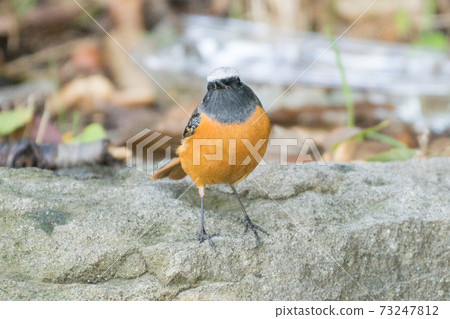 Wild bird Daurian Redstart 73247812