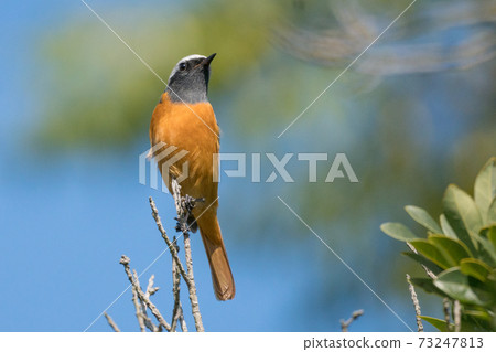 Wild bird Daurian Redstart 73247813