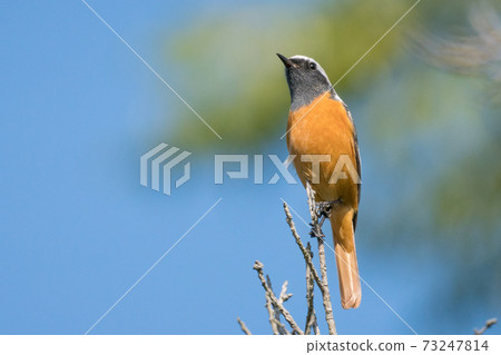Wild bird Daurian Redstart 73247814