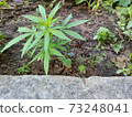 cannabis, leaf, marijuana 73248041