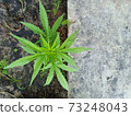 cannabis, leaf, marijuana 73248043