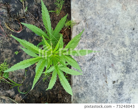 cannabis, leaf, marijuana 73248043