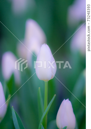 鬱金香花,花語 鬱金香花,花語 73248393