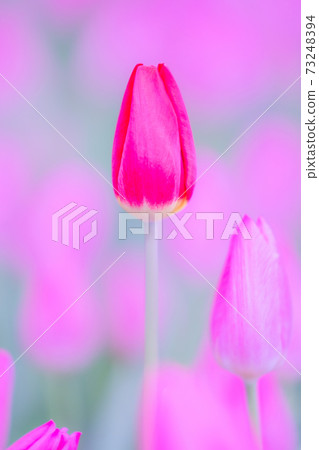 鬱金香花,花語 鬱金香花,花語 73248394