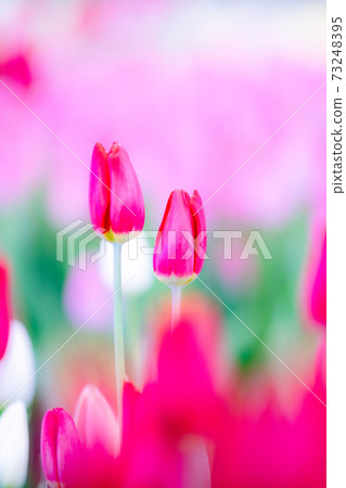 鬱金香花,花語 鬱金香花,花語 73248395