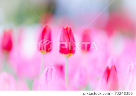Tulip flowers, flower language Tulip flowers, flower language 73248396