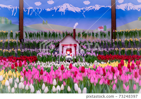 Tulip flowers, flower language Azumino Nagano Tulip flowers, flower language Azumino Nagano 73248397