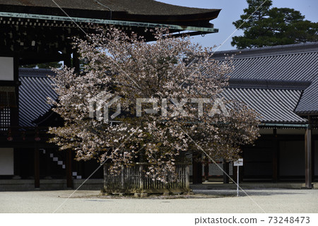 京都皇宮靖國神社廣場櫻井櫻花 73248473