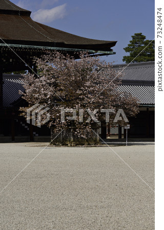 京都皇宮靖國神社廣場櫻井櫻花 73248474