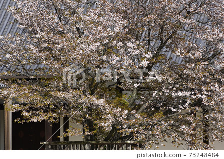 Kyoto Imperial Palace Shrine Plaza Sakurai Cherry Blossoms Kyoto Imperial Palace Shrine Plaza Sakurai Cherry Blossoms 73248484