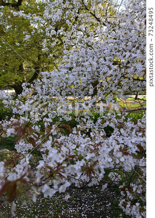 Cherry blossoms in Ogawa at Kyoto gyoen exit Cherry blossoms in Ogawa at Kyoto gyoen exit 73248495