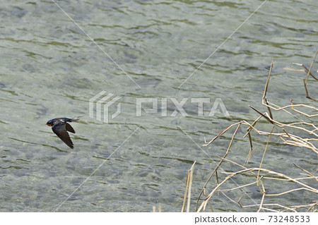 Kyoto Kamogawa Swallow 73248533