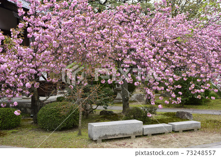 Honmonji Eiji櫻花 Honmonji Eiji櫻花 73248557