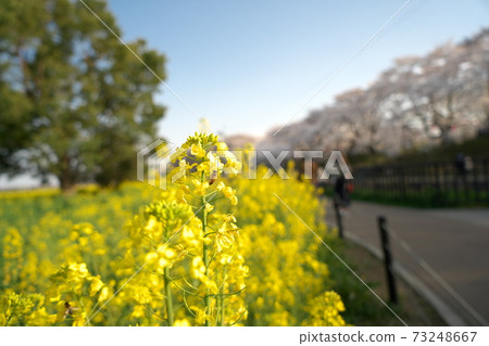 強姦開花 73248667