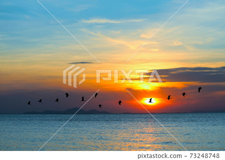 sunset on sea and silhouette birds flying to home over sea surface 73248748