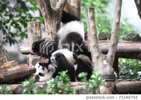 Good friend panda 73248793