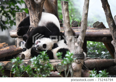 熊貓好朋友 熊貓好朋友 73248794