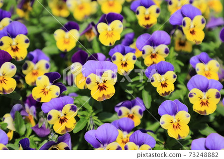 Three color violet 73248882