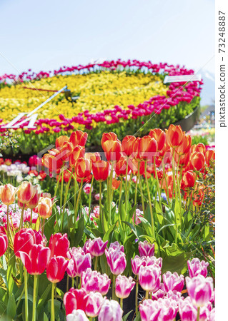 鬱金香和花鐘 73248887