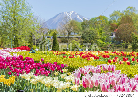 Tulip flower fields and Daisen with refreshing fresh greenery (Tottori Prefecture) 73248894