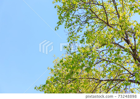 新綠色綠松石框架 新綠色綠松石框架 73248898