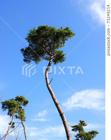 Winding Takagi "pine tree" landscape Winding Takagi "pine tree" landscape 73249214